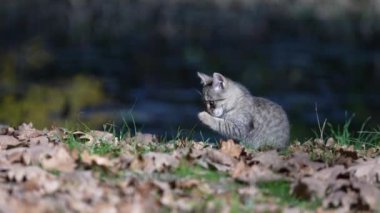 Gri çizgili kedi güneşli bir sonbahar gününde bahçede dinleniyor. Komik ev hayvanları. Evcil hayvanı kapatın. Doğadaki kedi, dışarıdaki kedi