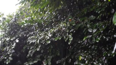 Doğu Afrika 'daki Tanzanya' daki yeşil ağaç yapraklarına tropik yağmur damlaları düşüyor. Doğa ve çevre kavramı