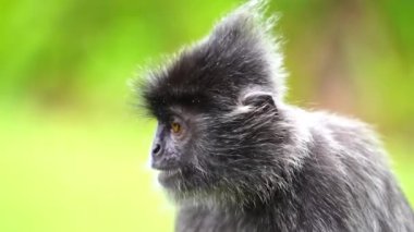 Gümüş renkli lutung, Trachypithecus cristatus, gümüş yapraklı maymun ya da gümüş langur maymunu olarak da bilinir. Borneo, Malezya 'da kıyı, mangrov ve nehir ormanlarında yaşayan ağaçlık bir bölge.