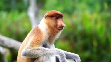 Borneo, Malezya 'nın yağmur ormanlarındaki vahşi hortumlu maymun ya da Nasalis larvası, yaklaşın.