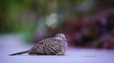Vahşi güvercin ya da dökülen çingene kuşu ya da dağ güvercini ya da inci boyunlu güvercin ya da Singapur botanik parkındaki benekli güvercin.