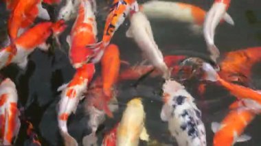 Bir grup Koi ya da jinli ya da nishikigoi ya da brocaded sazan - Amur sazan ya da Cyprinus rubrofuscus 'un renkli türleri, Danang, Vietnam' da açık koi havuzlarında ya da su bahçelerinde saklanır.