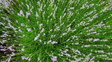 Yazın lavanta tarlaları ve makro çiçekler, Transnistria, Moldova, kapatın