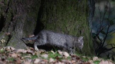 Gri çizgili kedi güneşli bir sonbahar gününde bahçede dinleniyor. Komik ev hayvanları. Evcil hayvanı kapatın. Doğadaki kedi, dışarıdaki kedi