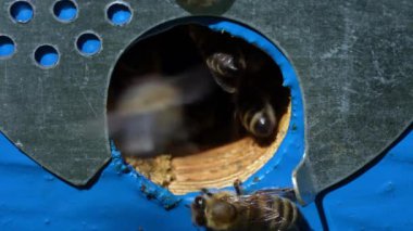 Arı kovanının yanında bal toplamak için bal arıları uçar. Kırsalda arıcılık. Arılarda koloni arıları, makro. Kovandaki ayrıntılı iniş delikleri ve uçan arılar