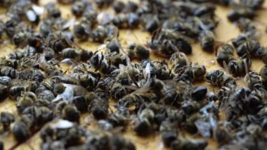 Kovanda bir sürü ölü arı var, yaklaşın. Koloni çöküş bozukluğu. Açlık, böcek ilacına maruz kalma, haşereler ve hastalık