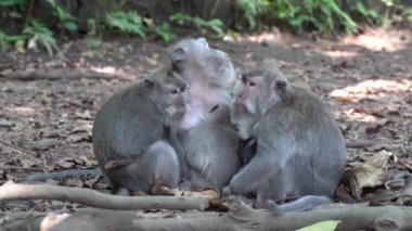 Ubud, Bali, Endonezya 'daki kutsal maymun ormanlarında vahşi maymun ailesi. Maymun orman parkı seyahat yerleri ve Asya 'da maymunların vahşi yaşam ortamında yaşadığı turistik yerler.