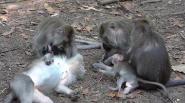 Ubud, Bali, Endonezya 'daki kutsal maymun ormanlarında vahşi maymun ailesi. Maymun orman parkı seyahat yerleri ve Asya 'da maymunların vahşi yaşam ortamında yaşadığı turistik yerler.