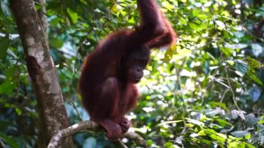 Borneo, Malezya 'nın yağmur ormanlarında nesli tükenmekte olan vahşi bir orangutan yaklaşıyor. Doğada Orangutan dağ yamağı