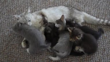 Anne kedi yavrularının yanında. Annesiyle birlikte iki aylık ömrü olan küçük yavru kediler. Evcil hayvanı kapatın.