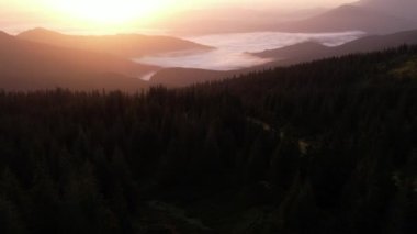 Yeşil köknar ağaçları, yazın gündoğumunda sabah Karpat dağları. Ukrayna, Avrupa. Doğa ve çevre kavramı. Yaz ormanı üzerinde hava aracı görüntüsü.