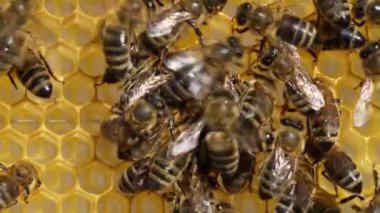 Bal peteği üzerinde çalışan arı, kapat. Arıların kolonisi. Kırsalda arıcılık. Macro bal peteğinde bir kovanla, bal ve polenle balmumu hücreleriyle çekim yapıyor. Taraklarda bal