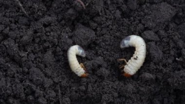 Beyaz horoz larvaları yerde, yaklaşın. Diğer adı Melolontha melolontha, beyaz larva, Cockchafer böceği, böcek kurdu ve böcek olabilir. Coleoptera tarikatının bir böceği.
