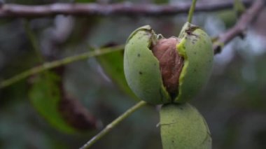 Sonbahar bahçesinde rüzgarda sallanan bir ağaç dalında açık kabuklu çiğ ceviz, yakın.