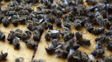 Kovanda bir sürü ölü arı var, yaklaşın. Koloni çöküş bozukluğu. Açlık, böcek ilacına maruz kalma, haşereler ve hastalık