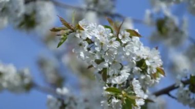 Bahçedeki kiraz ağacının üzerinde mavi gökyüzüne karşı açan beyaz bir çiçek filizleri.