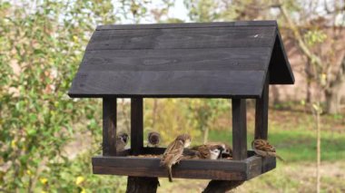 Wooden bird feeder in the form of a house on an autumn garden, close up. Behavior of birds at the feeder with seeds. There are sparrows and tits in the feeder. Bustle of birds at the feeder