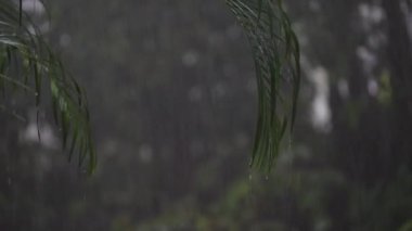 Yaz günü, Koh Phangan, Tayland 'daki büyük yeşil palmiye yapraklarına tropik yağmur damlaları düşer. Asya 'da yağmur mevsimi