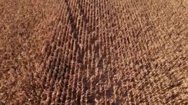 Kuru mısır tarlasında uçuyor, Ukrayna, Avrupa. Güneşli bir günde sonbaharın hava manzarası. Kurutulmuş mısır yetiştiriciliği, tarım sektörü