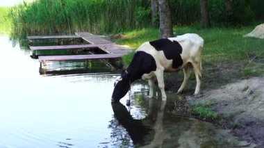 İnek gölde duruyor ve yeşil ormanda sabah Ukrayna 'da su içiyor. Doğadaki evcil hayvan.