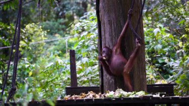 Borneo, Malezya 'daki yağmur ormanlarında yaşayan vahşi bir orangutan. Orangutan maymunu, gönüllülerin organize ettiği yiyeceklerle platformda.