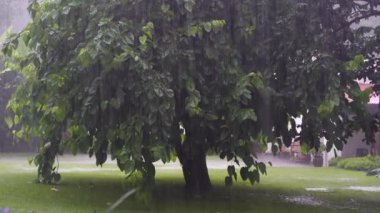 Doğu Afrika 'daki Tanzanya' daki yeşil ağaç yapraklarına tropik yağmur damlaları düşüyor. Doğa ve çevre kavramı