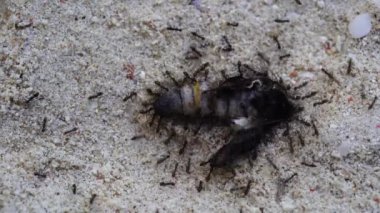 Little black ants drag a large dead butterfly in the sand in Zanzibar island, Tanzania, east Africa, close up