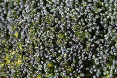 Taze organik yeşil brokoli, yakın plan.