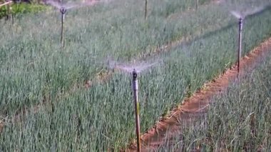 Bahçede yeşil soğan sulanması, Hoi An şehri yakınlarındaki vejetaryen köyünde su damlaları. Sebze ve bitkiler için otomatik sulama sistemi