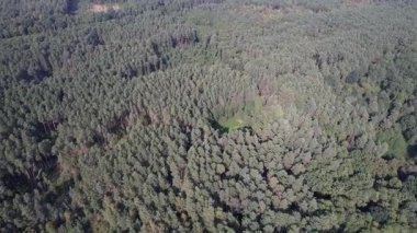 Yaz günü yeşil orman manzarasının havadan görünüşü. Kozalaklı ormanın doğal arka planı. Ukrayna, Avrupa. Seyahat ve doğa kavramı