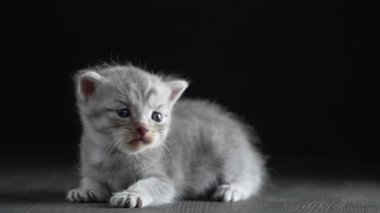 Yeni doğmuş küçük gri kedi yavrusu kediyi bekliyor. Şirin, komik ev hayvanları. Evcil hayvanı kapatın. Yavru kedi iki haftalık.