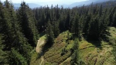 Green forest with firs and meadow in the mountains on a sunny day in summer. Beautiful nature of the Carpathian mountains, Western Ukraine, Europe. Aerial drone shot landscape in beautiful mountains