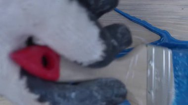 Yakından fırça kullanarak çam ağacını mavi boyayla boyamak. Yağlı boyalı ahşap yüzey boyası, yenileme konsepti