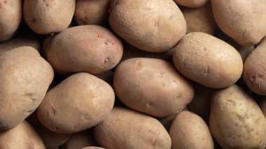 Olgun patates yumrusu hasadı, yakın çekim, üst görüş, dönüşümlü. Nişasta, karbonhidrat zengini, Amerika 'ya özgü sebze kökü. Patates, temel tüp besin olarak kabul edilir.