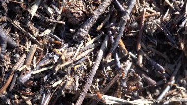 Ormanda büyük bir karınca yuvası. Yaz ormanlarında karınca kolonisi olan büyük bir karınca yuvası. Ormandaki karınca tepesinde karınca var. Yaklaş, makro.