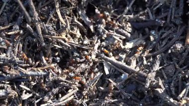 Ormanda büyük bir karınca yuvası. Yaz ormanlarında karınca kolonisi olan büyük bir karınca yuvası. Ormandaki karınca tepesinde karınca var. Yaklaş, makro.