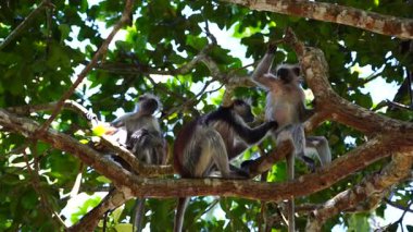 Vahşi kırmızı kolobus maymunu, Doğu Afrika, Tanzanya 'nın Zanzibar adasındaki tropikal ormanın dalında oturuyor.