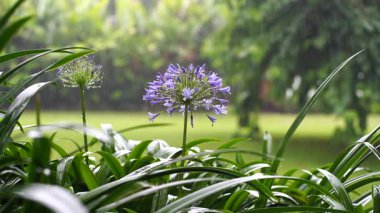 Agapanthus praecox, mavi zambak çiçeği, yaklaş. Afrika zambağı ya da Nil zambağı, Amarillidaceae familyasının popüler bahçe bitkisidir. Tanzanya, Doğu Afrika
