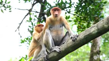 Borneo, Malezya 'nın yağmur ormanlarındaki vahşi hortumlu maymun ya da Nasalis larvası, yaklaşın.