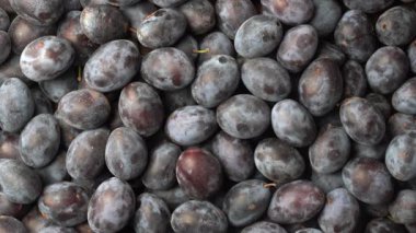 A lot of fresh blue plums fruit rotates. Texture background of fresh blue plums. Close up, top view