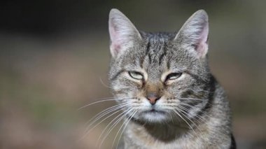 Gri çizgili kedi güneşli bir sonbahar gününde bahçede dinleniyor. Komik ev hayvanları. Evcil hayvanı kapatın. Doğadaki kedi, dışarıdaki kedi
