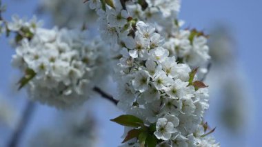 Bahçedeki kiraz ağacının üzerinde mavi gökyüzüne karşı açan beyaz bir çiçek filizleri.