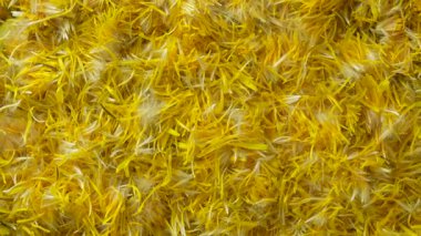 Arka planda reçel için taze sarı karahindiba çiçekleri, dönüşler, üst manzara. Çiğ sarı karahindiba yaprakları, kapatın.