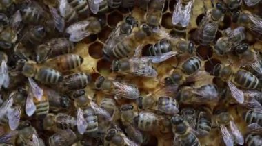 Arı kovanında bal peteği üstünde koloni arıları. Kırsalda arıcılık. Bal peteği üzerinde çalışan bir sürü arı, yakın plan, makro. Bal peteğindeki bir kovan içinde detaylı çekim, bal ve polenle balmumu hücreleri. Taraklarda bal