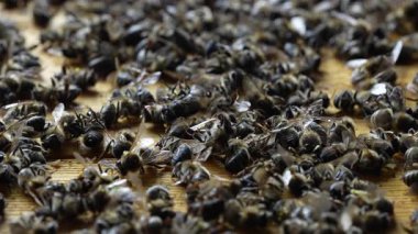 Kovanda bir sürü ölü arı var, yaklaşın. Koloni çöküş bozukluğu. Açlık, böcek ilacına maruz kalma, haşereler ve hastalık