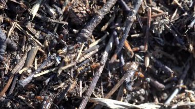 Ormanda büyük bir karınca yuvası. Yaz ormanlarında karınca kolonisi olan büyük bir karınca yuvası. Ormandaki karınca tepesinde karınca var. Yaklaş, makro.