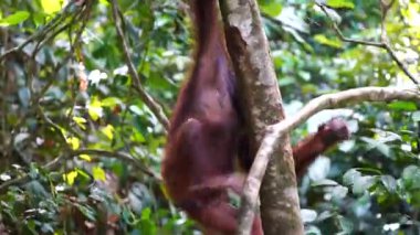 Borneo, Malezya 'nın yağmur ormanlarında nesli tükenmekte olan vahşi bir orangutan yaklaşıyor. Doğada Orangutan dağ yamağı