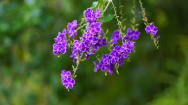 Mavi Buddleia 'ya yakın, kelebek çalısı, Singapur botanik parkında çiçekler
