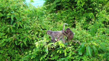 Wild monkey family in the rainforest near city Da Nang, Vietnam. Wild monkeys in the nature