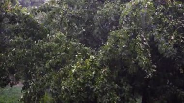 Yağmurun altında elma ağaçları ve yağmurlu bir günde güçlü fırtına rüzgarı Ukrayna, Avrupa 'da yaz bahçesinde